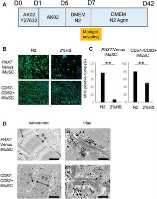 Mature Myotubes Generated From Human-Induced Pluripotent Stem Cells Without Forced Gene Expression